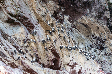 Peruvian booby on the rock, Islas Ballestas, Peru