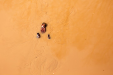 frog in turbid yellow water. one frog floating in yellow water. top view. copy space for your text