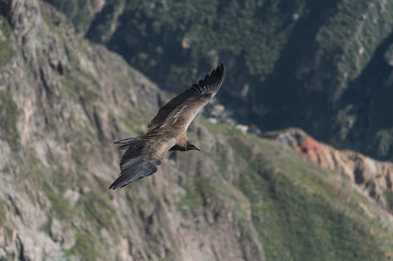 Fototapeta na wymiar Andean Condor flying, Arequipa, Peru