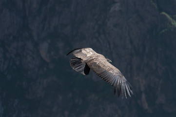 Andean Condor flying, Arequipa, Peru
