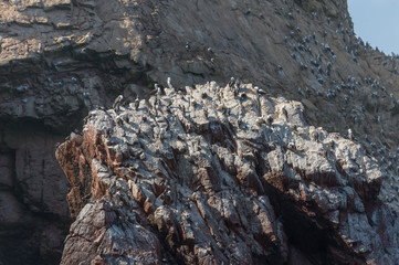 Peruvian booby on the rock, Islas Ballestas, Peru