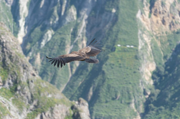 Andean Condor flying