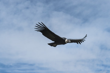 Andean Condor flying, Arequipa, Peru