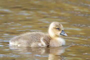 Greylag goose (Anser anser)