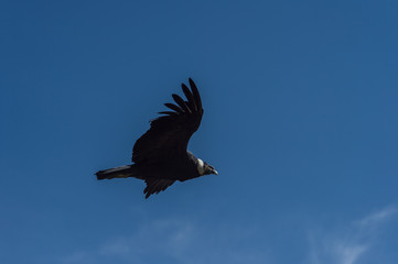 Adean condor flying over Adean Moutain, Colca Canyon, Arequipa,