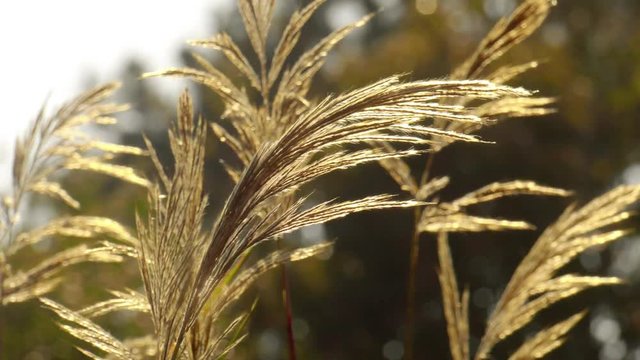 evening windblown grass