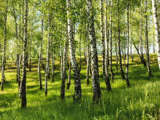 Birch tree forest