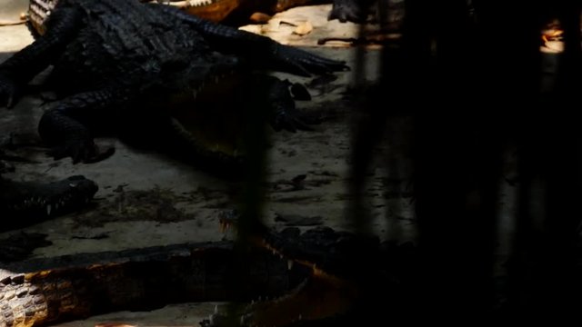 Group of Adult Crocodiles Relaxing in Shade on a Hot Day. S.E. Asian crocodiles seeking shade on a hot and humid day.