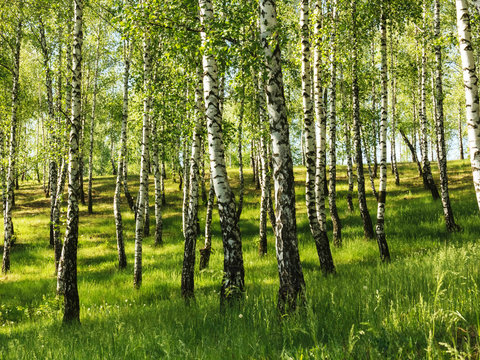 Fototapeta Birch tree forest