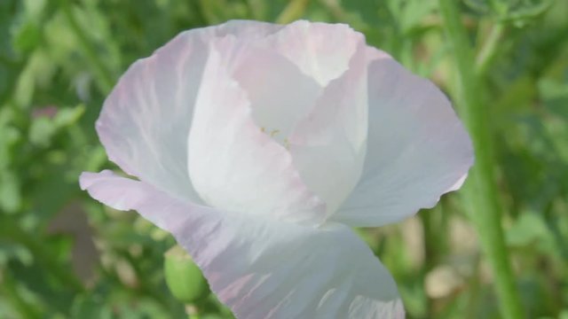 beautiful flower