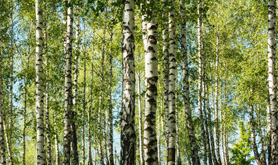 Birch tree forest