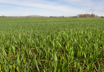 Spring wheat field.