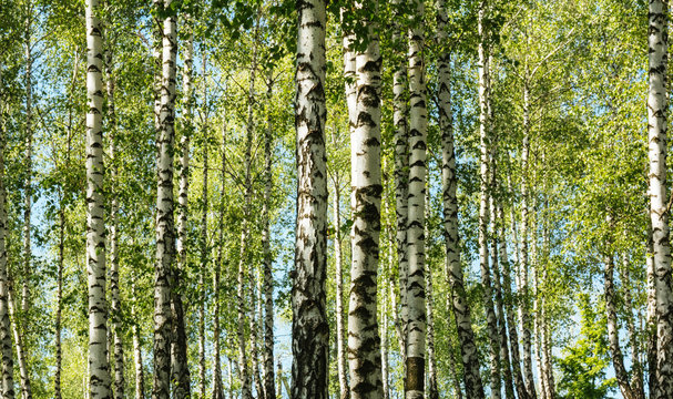 Fototapeta Birch tree forest