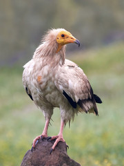 Egyptian vulture (Neophron percnopterus)