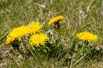 Dandelions