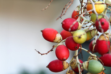 Ripe fruit of ornamental palm.