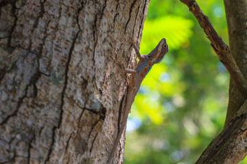 Masked spiny lizard on tree