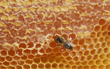 Closeup of bee on honeycomb.