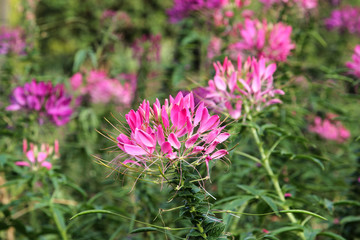 Obraz premium Pink spider flower in the garden with blurred background.