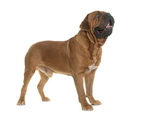 Obraz premium Dogue de Bordeaux