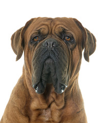 Obraz premium Dogue de Bordeaux