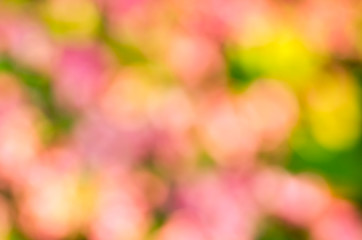 blurred spring nature background
