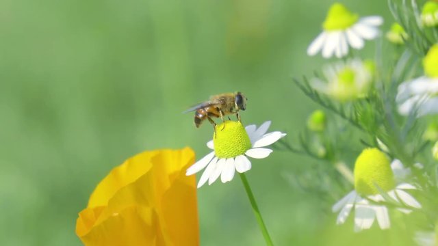 Slow motion bees flying collecting pollen from wild forest yellow flowers pollinating fruit trees making honey close up honeycomb bee working on sunny day and warm weather with blue sky