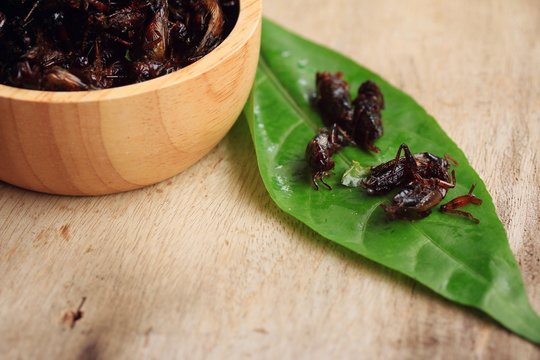 fried insects