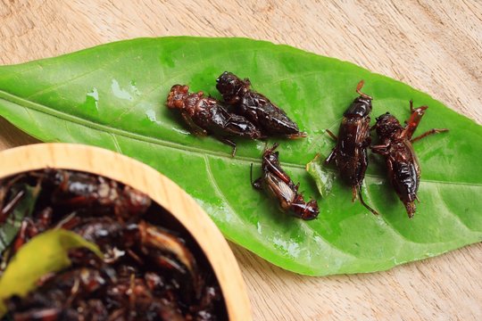 fried insects