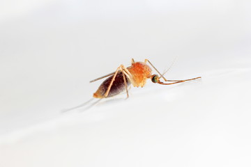 Close up of mosquito in the plastic bag