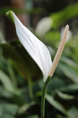 Obraz premium Closeup of white spadix flower.