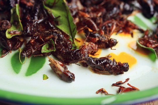 fried insects
