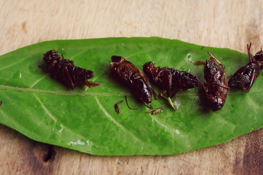 fried insects