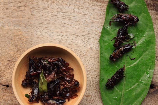 fried insects