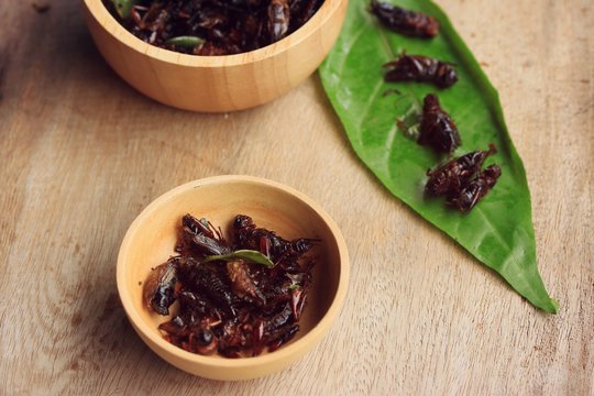 fried insects