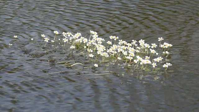 Small white flowers on the surface of water