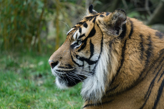 Tiger Portrait von der Seite