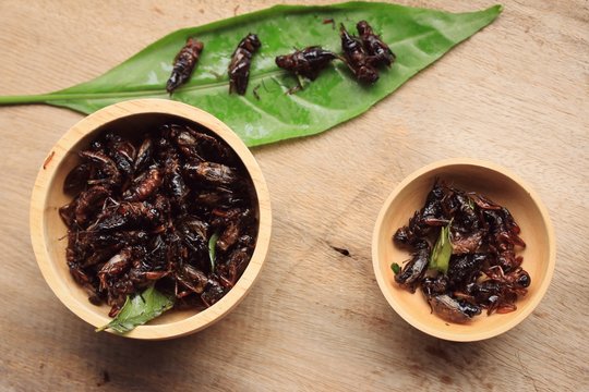 fried insects