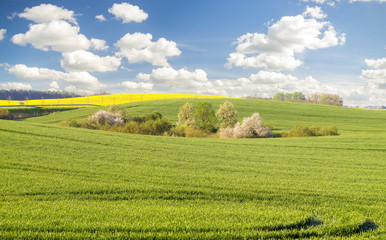 Wiosenne pole,kwitnący rzepak,zielone,młode zboże © Mike Mareen