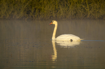 swan