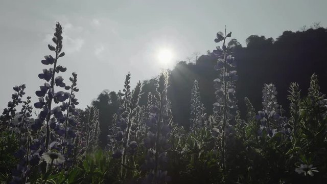 flower garden sunrise