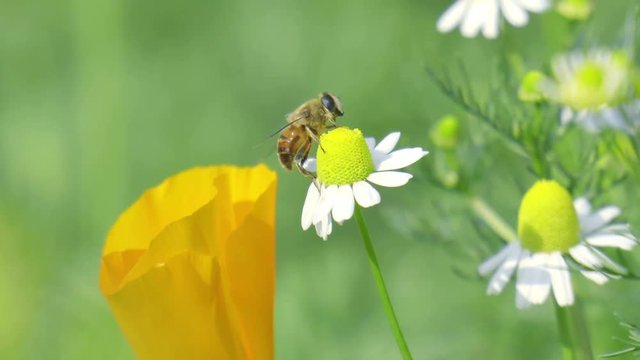 Slow motion bees flying collecting pollen from wild forest yellow flowers pollinating fruit trees making honey close up honeycomb bee working on sunny day and warm weather with blue sky
