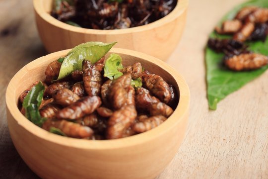 fried insects