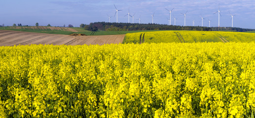 Wiosenne pole,kwitnący rzepak,zielone,młode zboże © Mike Mareen