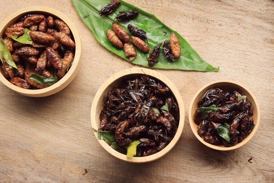 fried insects
