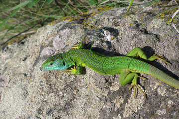 Green lizard on a rock