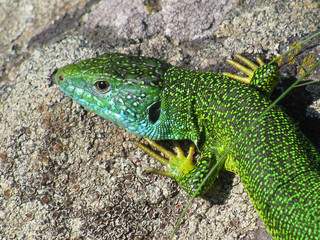 Green lizard portrait