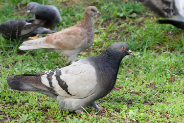 Fototapeta premium Urban pigeons