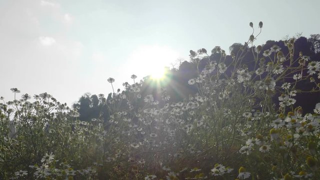 Daisies garden sunrise in Chiangmai,Thailand