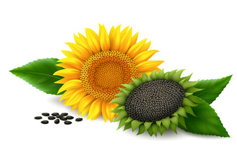 Fototapeta premium Sunflower on white background